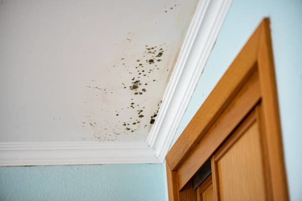 Visible mold growth on a ceiling, indicating water damage, addressed by Certified Professional Restoration in Simpsonville, SC.