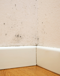 Visible mold growth on a wall corner and baseboard, indicating water damage that Restoration 1 of Tuscaloosa in Northport, AL can remediate.