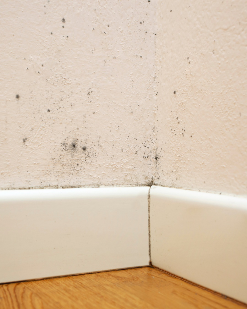 Visible mold growth on a wall corner and baseboard, indicating water damage that Restoration 1 of Tuscaloosa in Northport, AL can remediate.