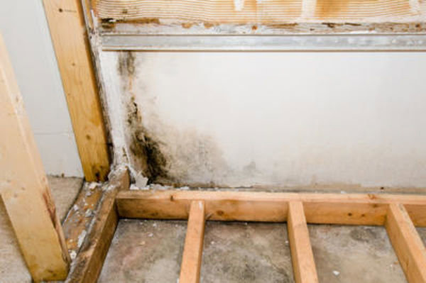 Severe mold growth on a wall with exposed studs, indicating water damage requiring specialist remediation by AdvantaClean of Cabarrus and Rowan Counties in Concord, NC.