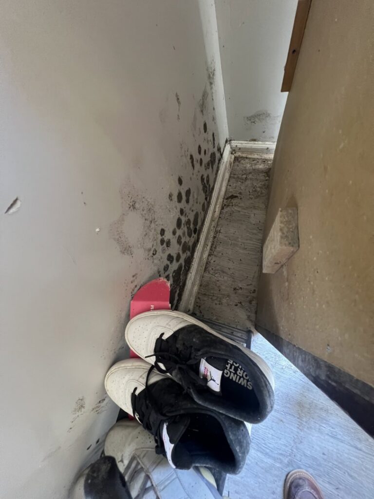 Significant mold growth on a wall near the floor, indicating water damage requiring remediation by Sentry Restoration in Volo, IL