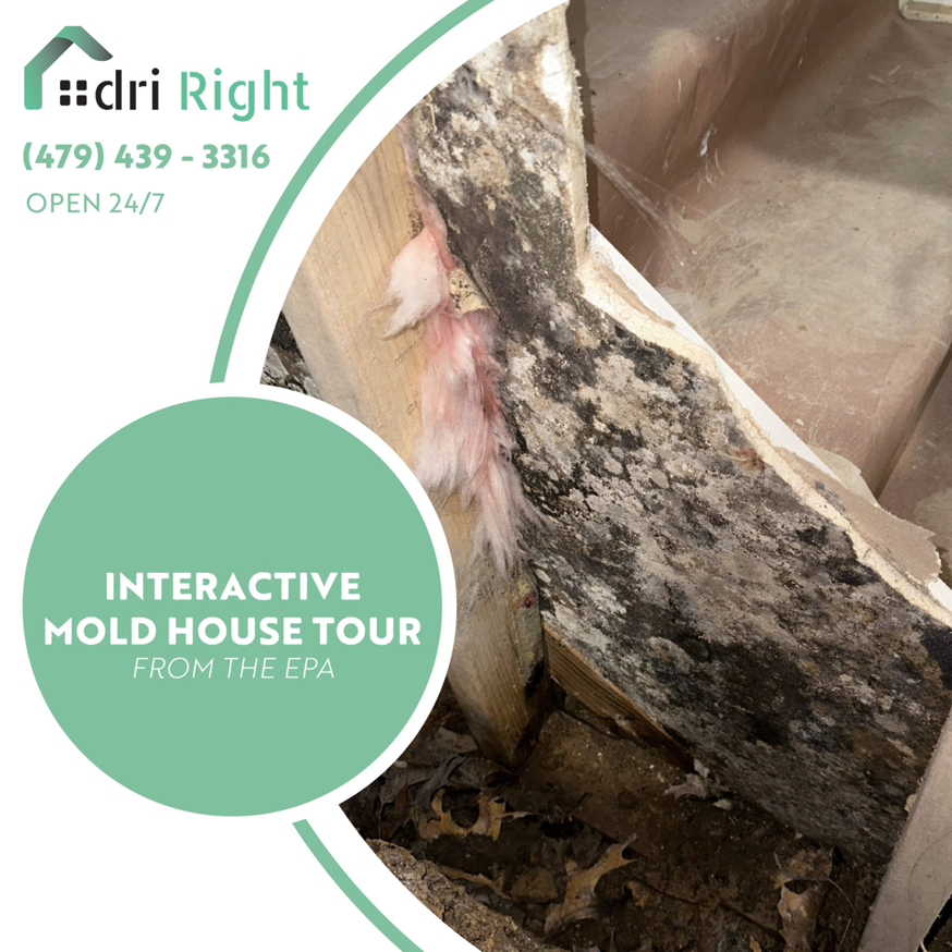 Extensive mold growth on wood framing and insulation, a common result of water damage, by Dri Right Restoration of Arkansas in Springdale, AR.