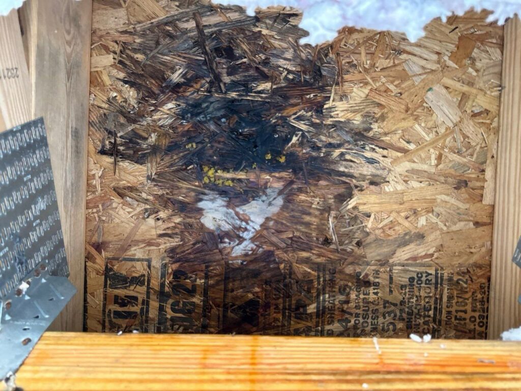 Mold growth on wooden subfloor, a common issue resulting from water damage, addressed by Minutemen Property Damage Services in North Charleston, SC.