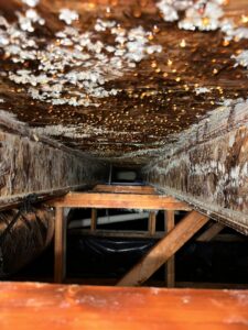 Close-up of mold growth and water droplets on a wooden ceiling joist from water damage, addressed by Restorex in Petaluma, CA.
