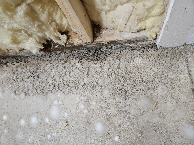 Close-up of significant mold growth on a concrete floor and insulation, indicating water damage requiring restoration by Dakota Fire and Water Restoration in Bismarck, ND.