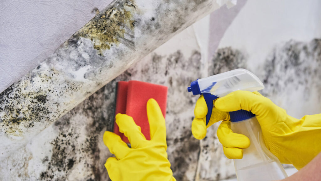 A Restored Air specialist cleaning mold from a wall with a spray bottle and sponge in Summerville, SC.
