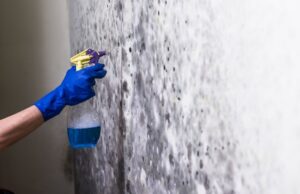 A gloved hand spraying a wall covered in black mold, demonstrating mold remediation services by Absolute Water Mitigation & Restoration in Greeley, CO
