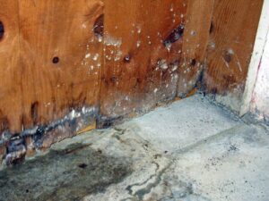 A close-up of a moldy and water-damaged wooden wall with water lines on the concrete floor, handled by Royal Restoration in Enid, OK.