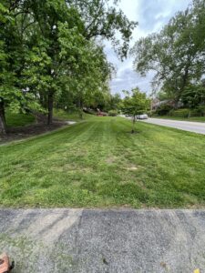A well-maintained lawn mowed along a residential street, showcasing the services of Ripley's Lawn Care, LLC in Charleston, WV.