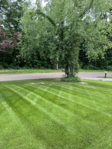 A beautifully mowed lawn with distinct stripes under a large shade tree by The Otherside Lawn Solutions in Ankeny, IA.