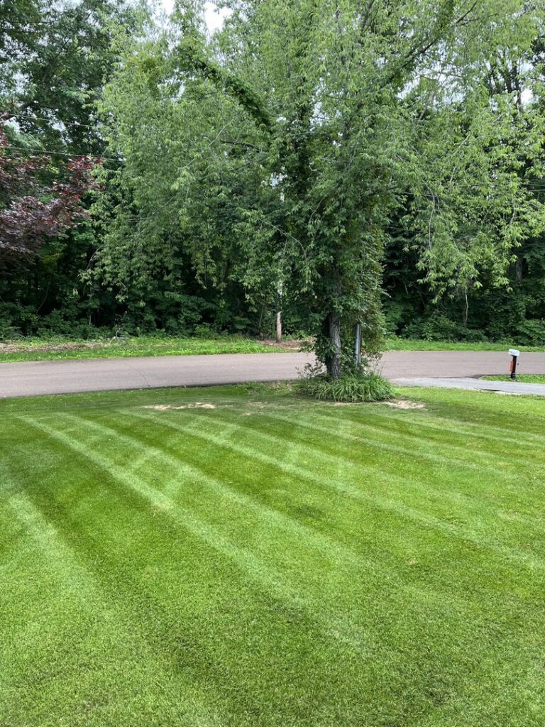 A beautifully mowed lawn with distinct stripes under a large shade tree by The Otherside Lawn Solutions in Ankeny, IA.