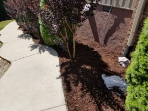 Fresh mulch installed around shrubs and trees along a sidewalk by Full Throttle landscapes and lawn care in Port Orchard, WA.