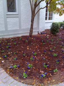 A mulched garden bed with newly planted purple flowers and a tree, maintained by Scruggs Lawn Care Inc. in Tupelo, MS.
