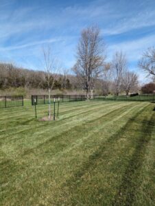 A neatly mowed backyard lawn with fresh stripes and a young tree, maintained by Reese Lawn Care LLC in Baldwin City, KS.