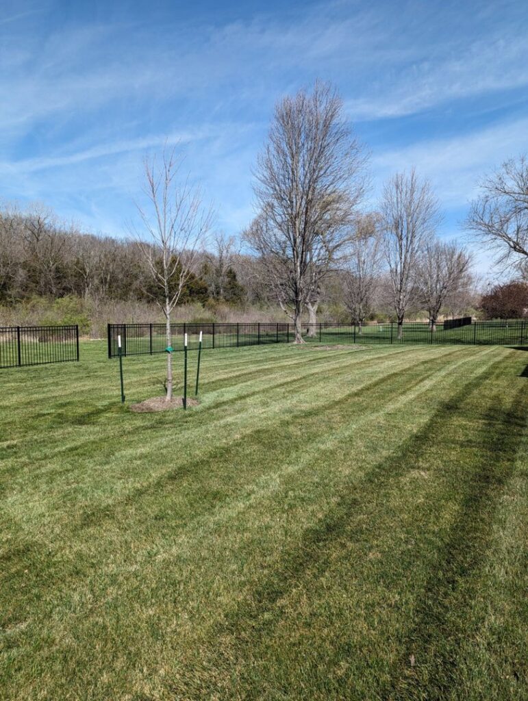 A neatly mowed backyard lawn with fresh stripes and a young tree, maintained by Reese Lawn Care LLC in Baldwin City, KS.
