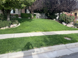 A neatly trimmed green lawn with clean edges along a sidewalk by Lakeside Lawn Care in Sanford, NC.