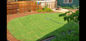 A backyard with newly laid sod squares and a sprinkler, showcasing work by All American Sod LLC in Sandy, UT.