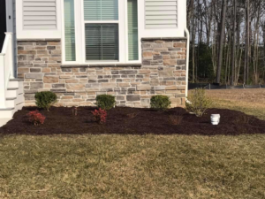 A newly mulched flower bed with small red and green plants in front of a residential home, a service from Mike's Lawn Care Service in Dover, DE.