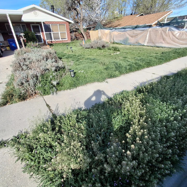 An overgrown residential front yard in need of professional lawn care from Atkinson Lawn Care Service in Salt Lake City, UT.