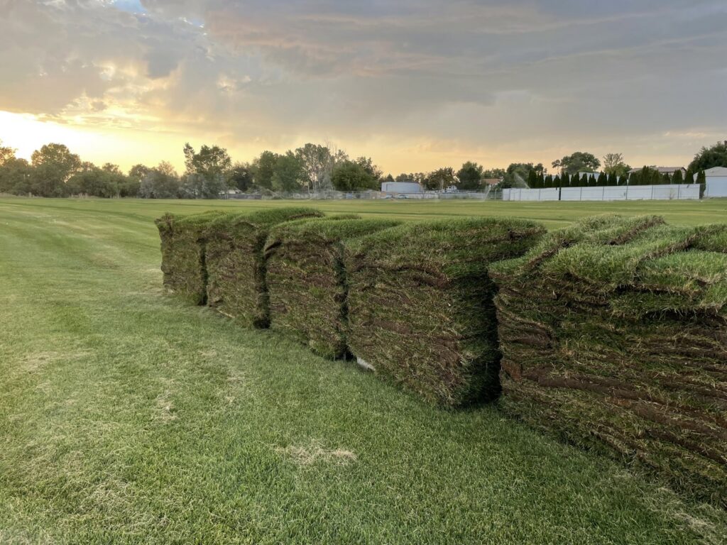 Pallets of freshly harvested sod stacked in a field at sunset, ready from Aspen Sod in Layton, UT.