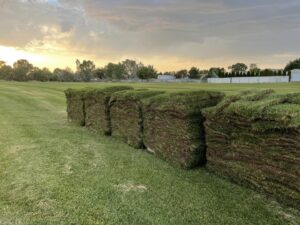 Pallets of freshly harvested sod stacked in a field at sunset, ready from Aspen Sod in Layton, UT.