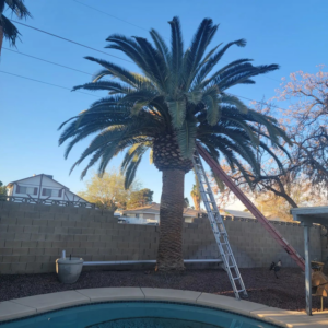 A ladder leaning against a tall palm tree, ready for trimming by Daniel's Lawn Care services in Las Vegas, NV.