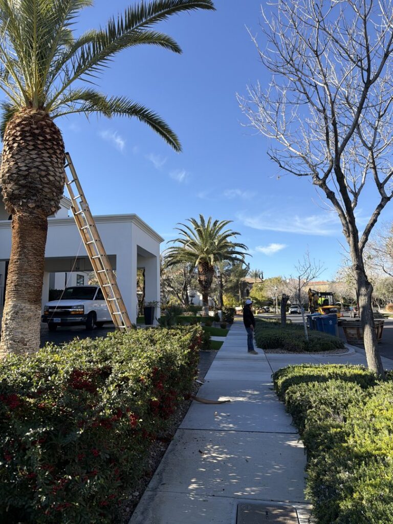 A worker performing palm tree trimming service with a ladder at Jireh landscaping and maintenance in Henderson, NV