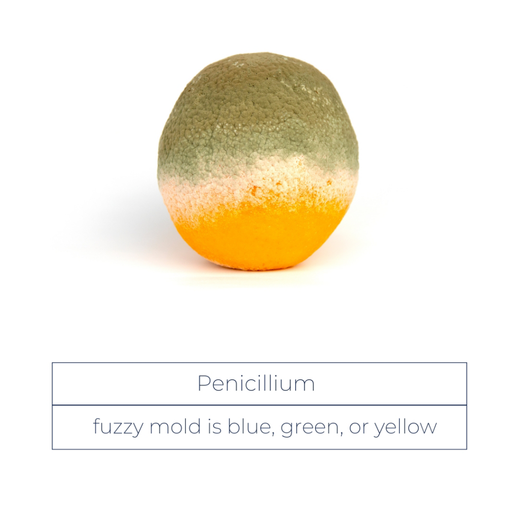 Penicillium mold growing on fruit, illustrating mold remediation services by Seaside Restoration Services, a water damage specialist in North Charleston, SC.