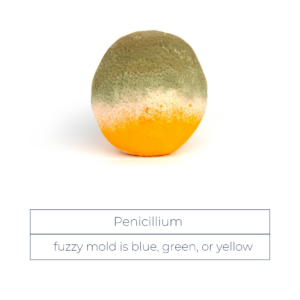 Penicillium mold growing on fruit, illustrating mold remediation services by Seaside Restoration Services, a water damage specialist in North Charleston, SC.