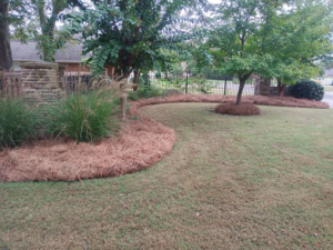 Extensive pine straw mulch landscaping around trees in a residential area by Turner Lawn Care in Tupelo, MS.
