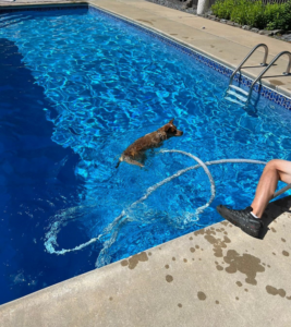 A pool being cleaned with a hose, showing a dog swimming nearby, by Christman Pool Service in Portland, ME.