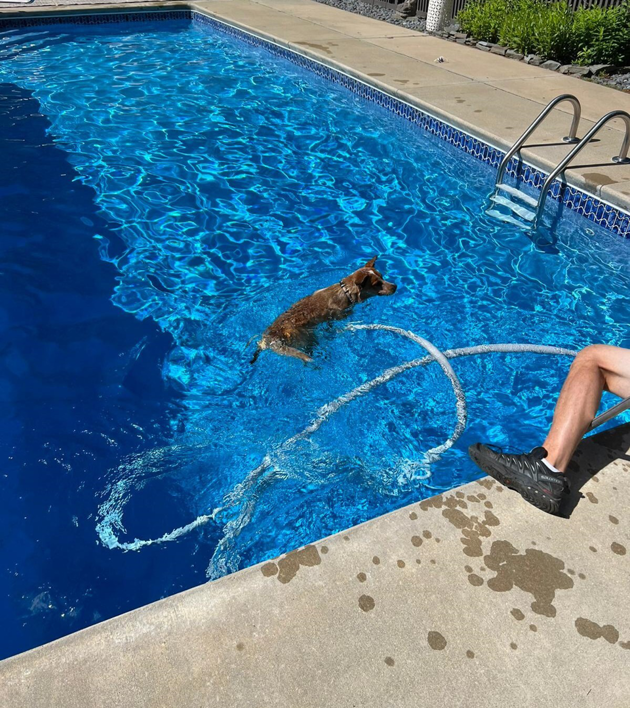 A pool being cleaned with a hose, showing a dog swimming nearby, by Christman Pool Service in Portland, ME.