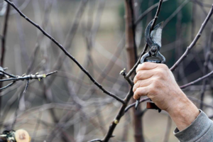 A professional hand using pruning shears to trim tree branches, a service offered by Pro Green, LLC in Greenville, MS.