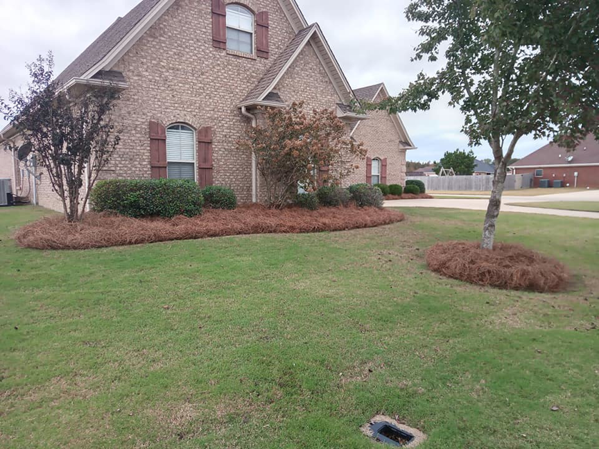 Residential lawn and landscaping with pine straw beds maintained by Turner Lawn Care in Tupelo, MS.