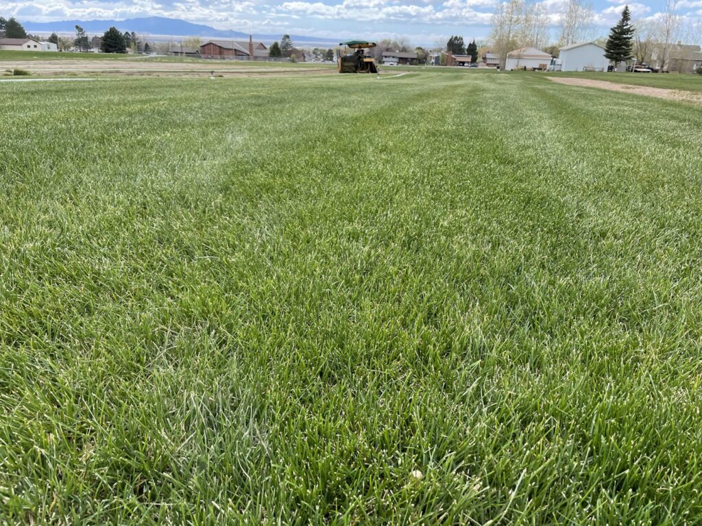 A residential property featuring a well-maintained green lawn, a service provided by Aspen Sod in Layton, UT.