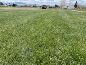 A residential property featuring a well-maintained green lawn, a service provided by Aspen Sod in Layton, UT.