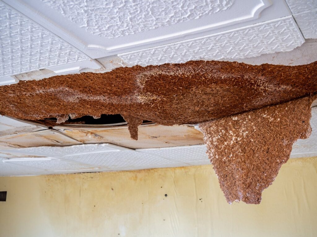 A severely damaged ceiling with brown, fibrous material hanging down due to extensive water damage, repaired by A1 Restoration of Spokane in Post Falls, ID.