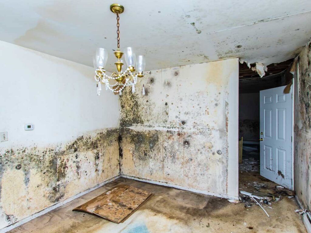 A room with severe mold growth on walls and ceiling, and water damage on the floor, needing remediation from 24HR Flood Pros of OKC in Oklahoma City, OK.