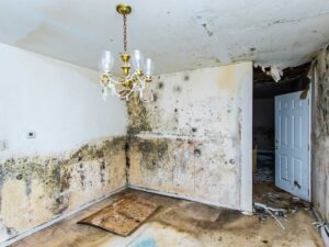 A room with severe mold growth on walls and ceiling, and water damage on the floor, needing remediation from 24HR Flood Pros of OKC in Oklahoma City, OK.