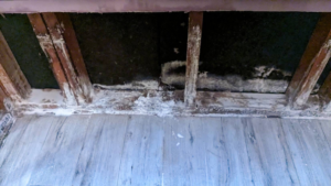 Severe mold growth on exposed wooden joists and subfloor from water damage in Clovis, NM.