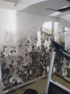 Severe mold growth on walls in a room, indicating significant water damage, by Servpro of Dartmouth / New Bedford in New Bedford, MA