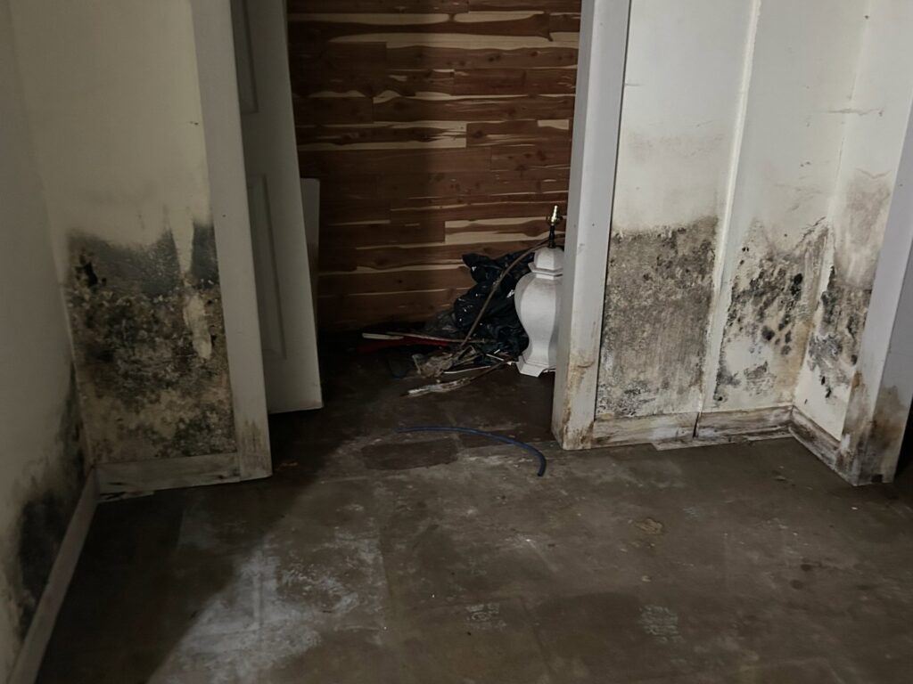 Severe mold growth on walls caused by water damage, requiring remediation from Gold Star Services LLC in Newark, DE
