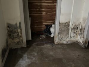 Severe mold growth on walls caused by water damage, requiring remediation from Gold Star Services LLC in Newark, DE