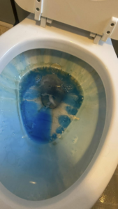 A toilet bowl with blue cleaning solution, showing a deep cleaning in progress by Estela's Cleaning Service's in Lake Elmo, MN.