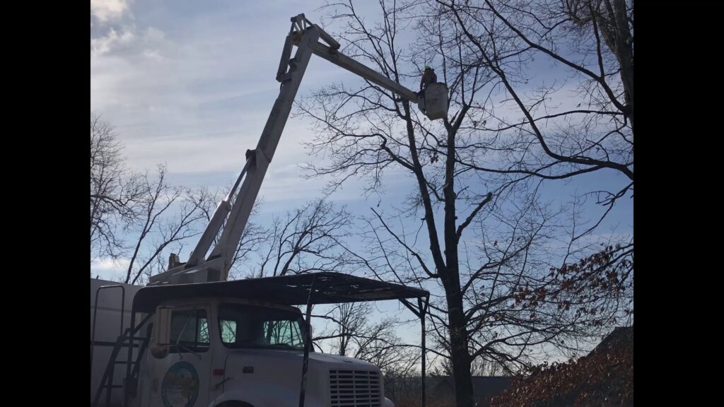A worker in a bucket truck pruning bare tree branches during winter for Munoz Tree & Lawn Service in Little Rock, AR.