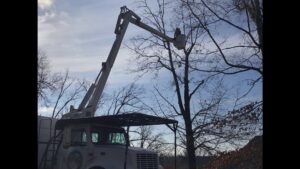 A worker in a bucket truck pruning bare tree branches during winter for Munoz Tree & Lawn Service in Little Rock, AR.