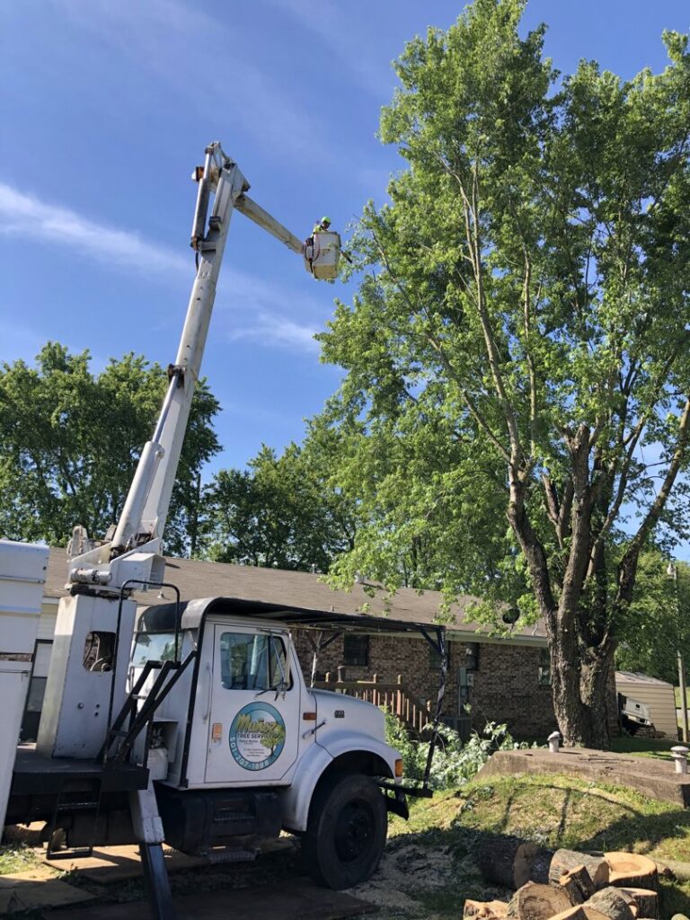 A bucket truck positioned next to a large tree with cut logs on the ground, showing tree service work by Munoz Tree & Lawn Service in Little Rock, AR.
