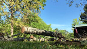 A large tree trunk being managed with ropes during removal by Munoz Tree & Lawn Service in Little Rock, AR.