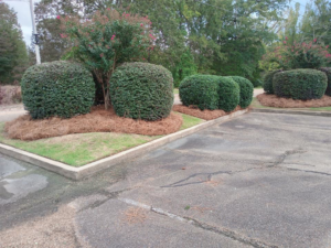 Neatly trimmed bushes with fresh pine straw mulch in a commercial landscape by Turner Lawn Care in Tupelo, MS.