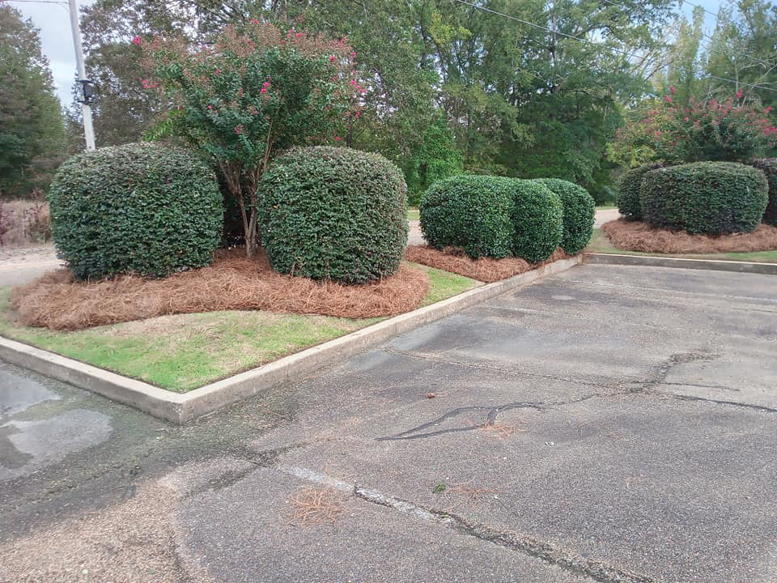 Neatly trimmed bushes with fresh pine straw mulch in a commercial landscape by Turner Lawn Care in Tupelo, MS.